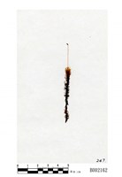 藏品(曲背苔)的圖片